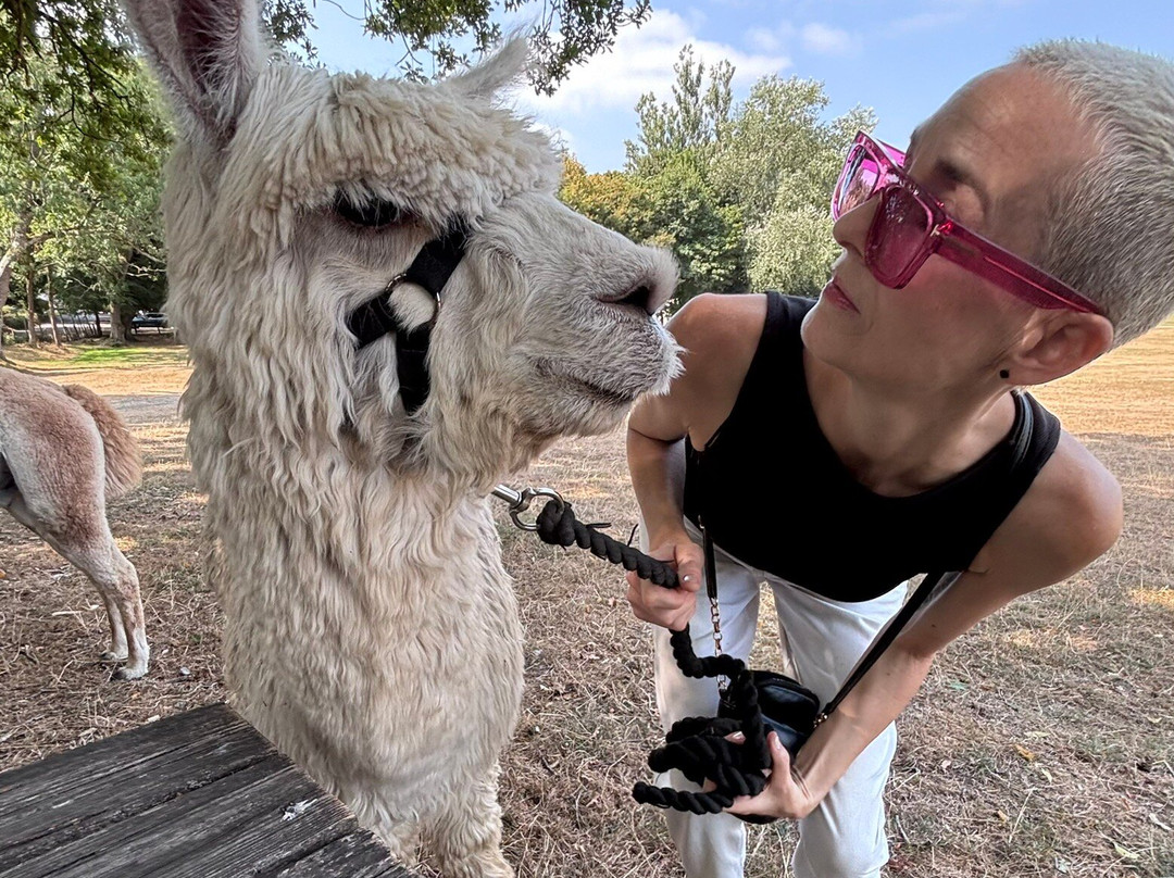 Me2you Burley Alpacas