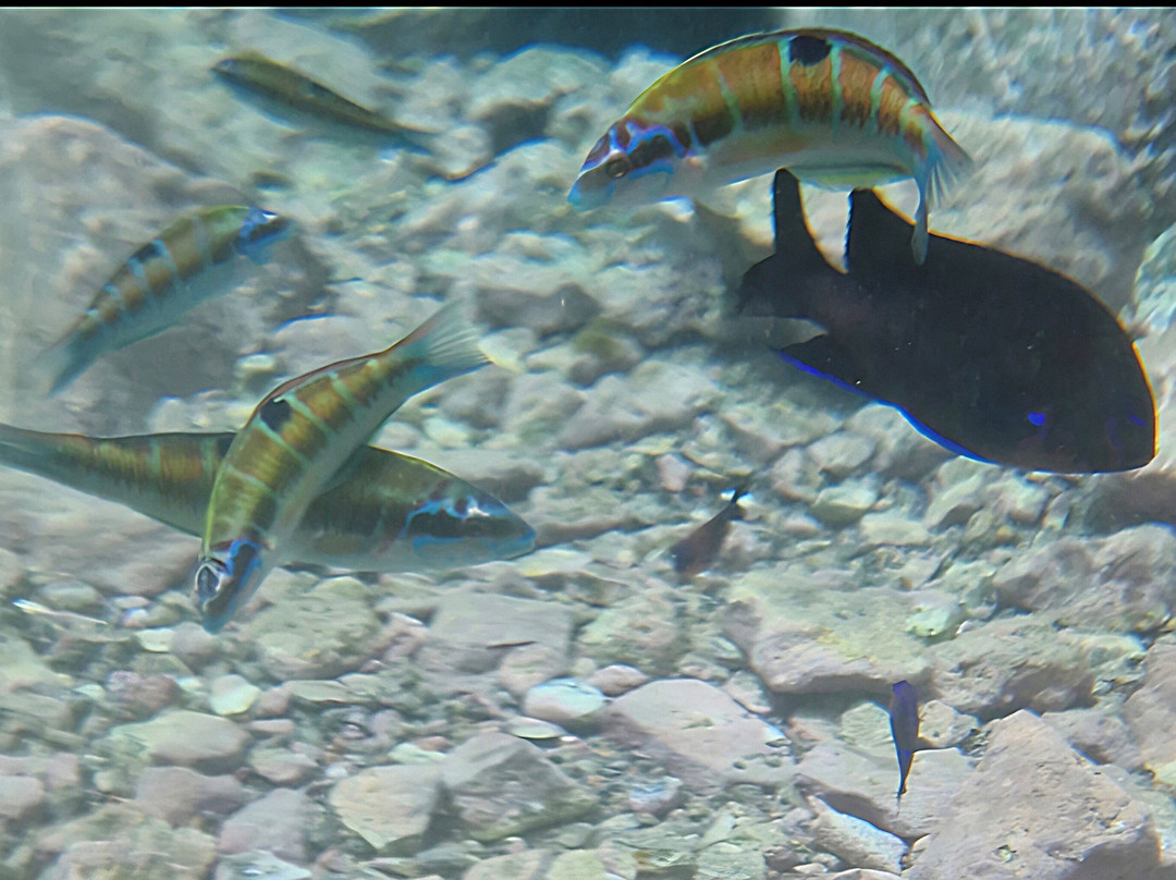 Playa De Montaña Roja-布兰卡滩必去景点