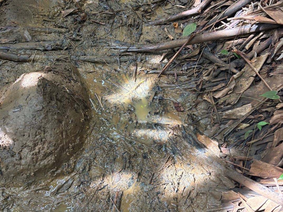 Saut de la Lézarde-Petit-Bourg必去景点