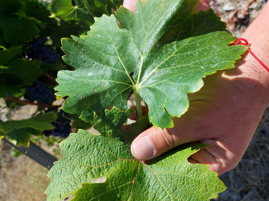 ALVAREZ DURAN PRIORAT-Porrera必去景点