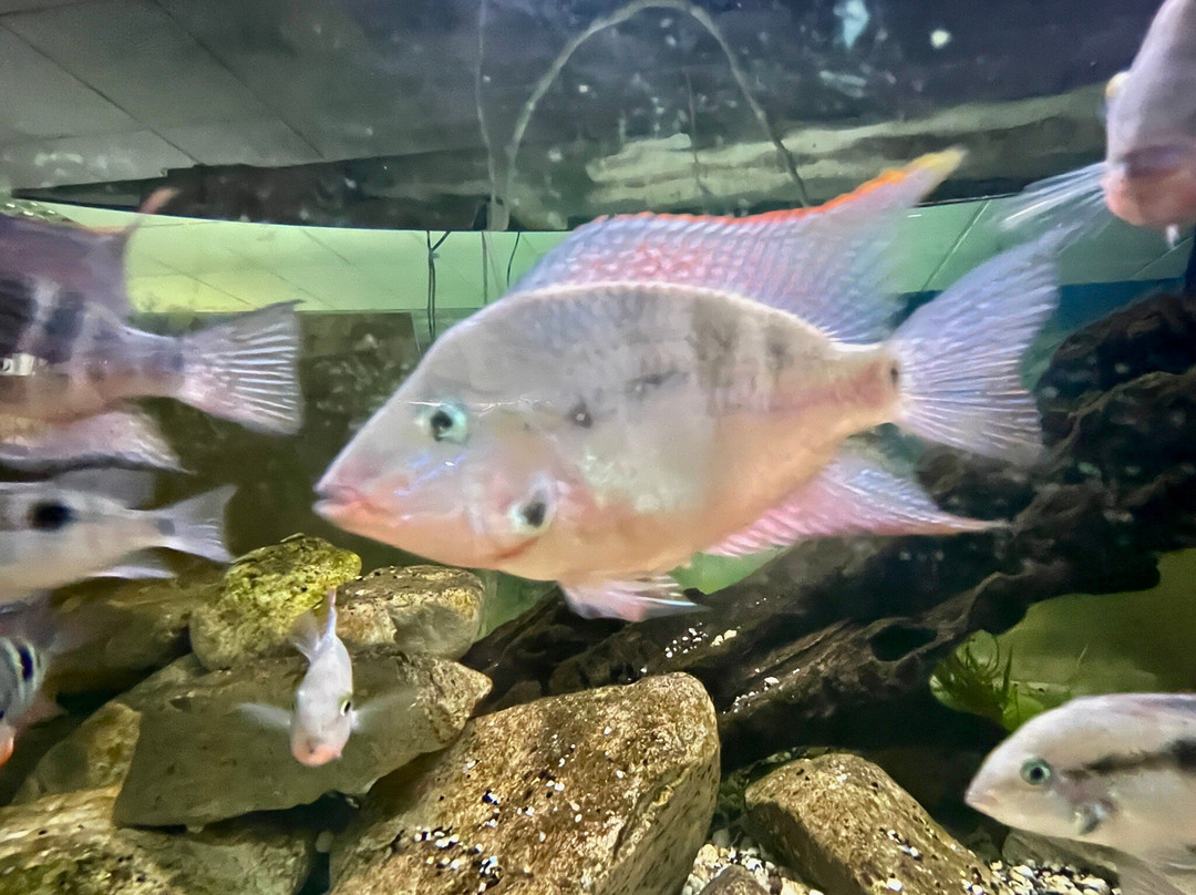 Cercle Aquariophile Du Calaisis