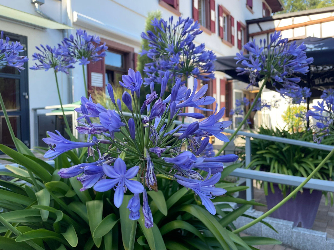 Hotel Restaurant au Cheval Blanc主图