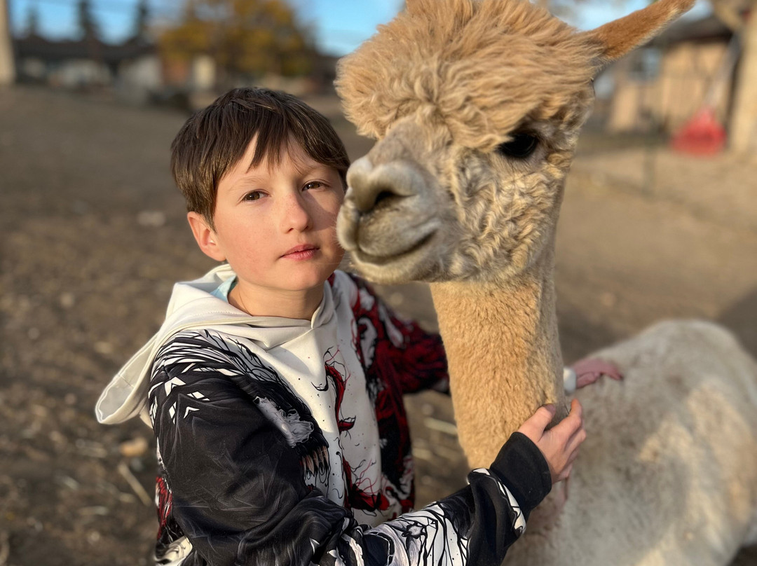 My She Was Yarn Alpacas