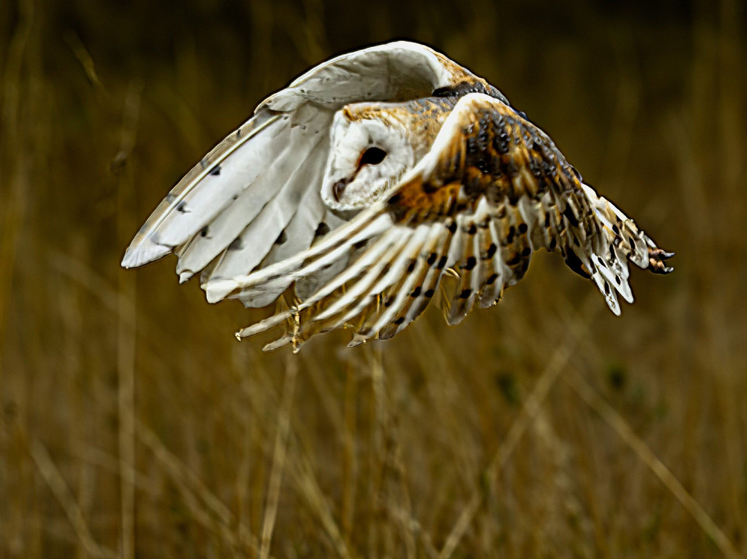 Coda Falconry-豪恩斯洛必去景点