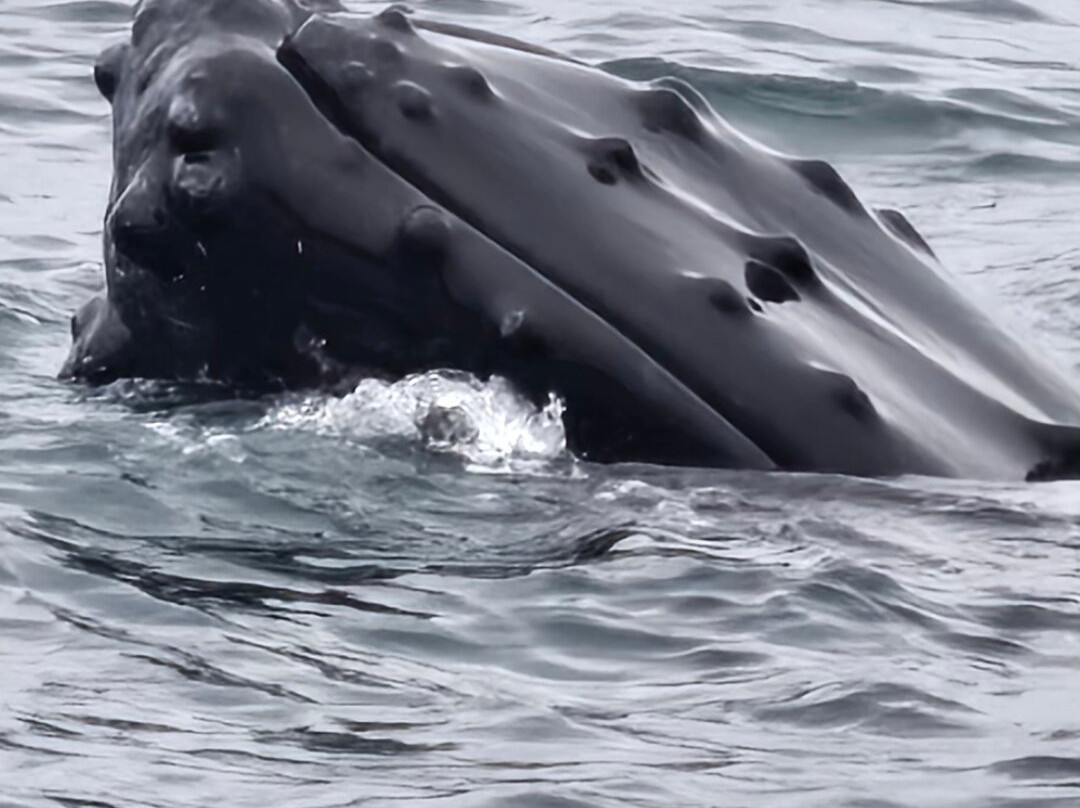 Freeport Whale & Seabird Tours-Freeport必去景点