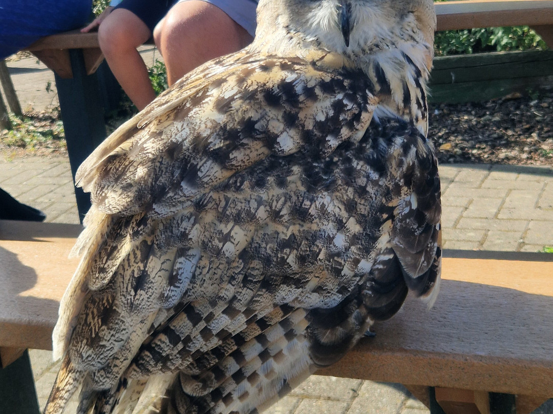 Raptor Foundation-Woodhurst必去景点
