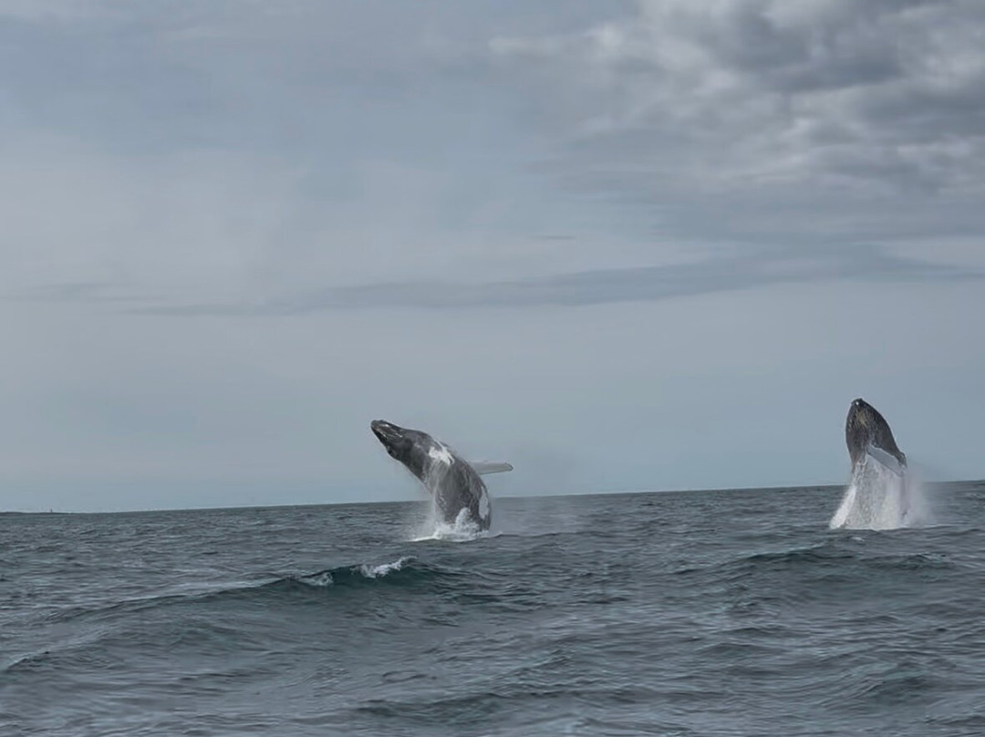 Freeport Whale & Seabird Tours-Freeport必去景点