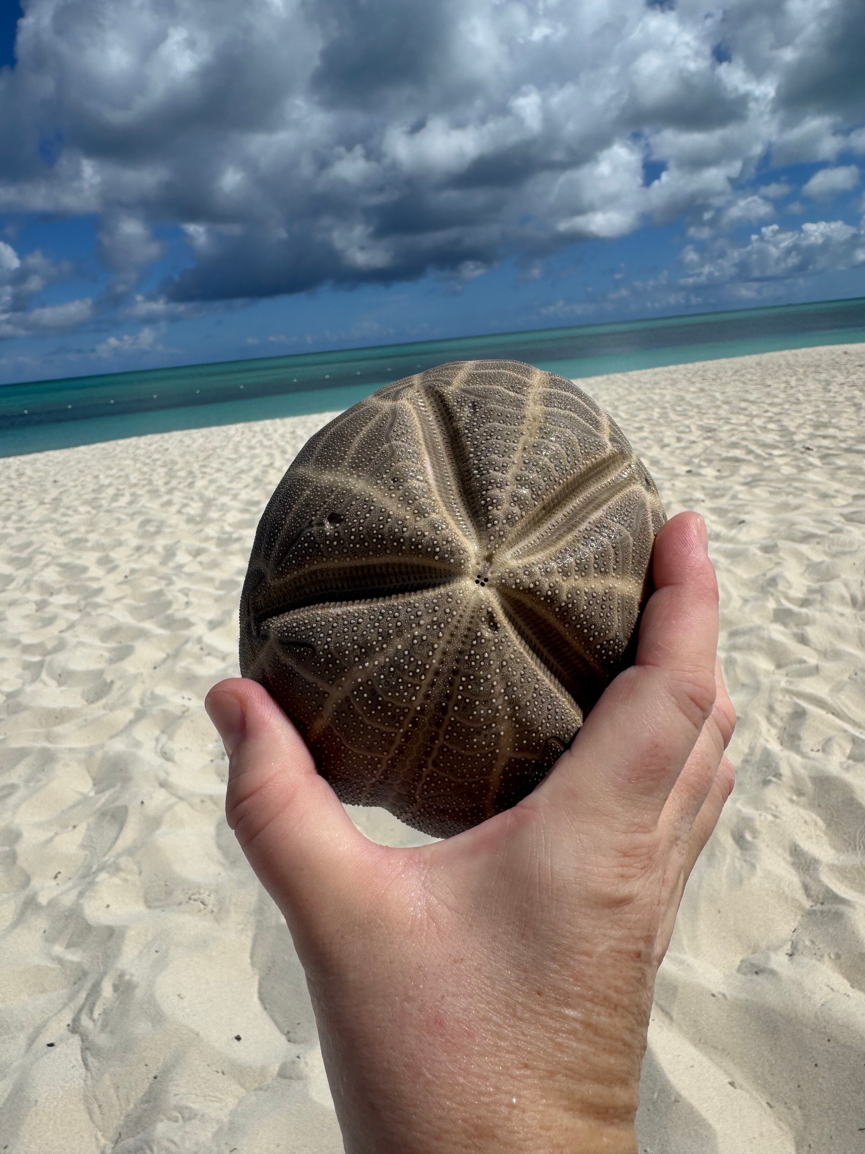 特克斯和凯科斯甘西沃特酒店-泳池