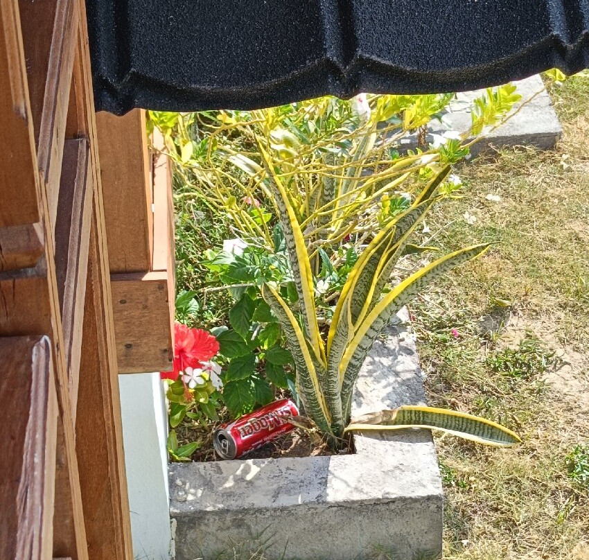 Plumeria NP