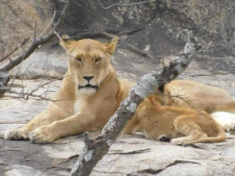 Shah Tours-莫西必去景点