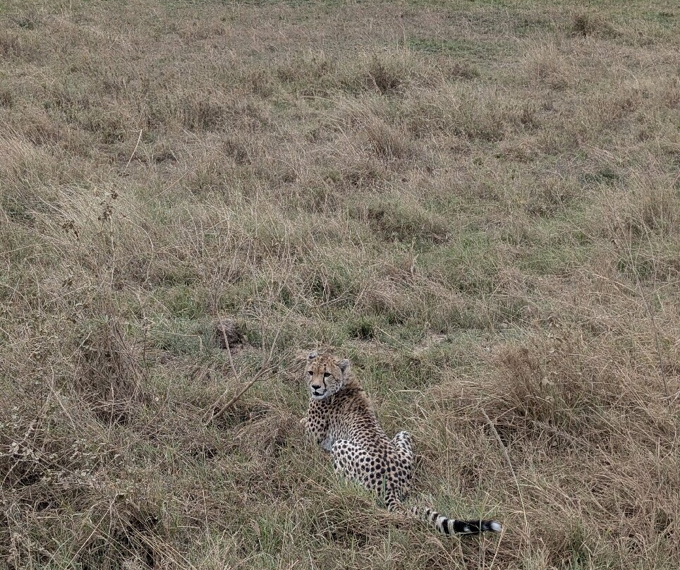 Safari Desire-Sekenani必去景点