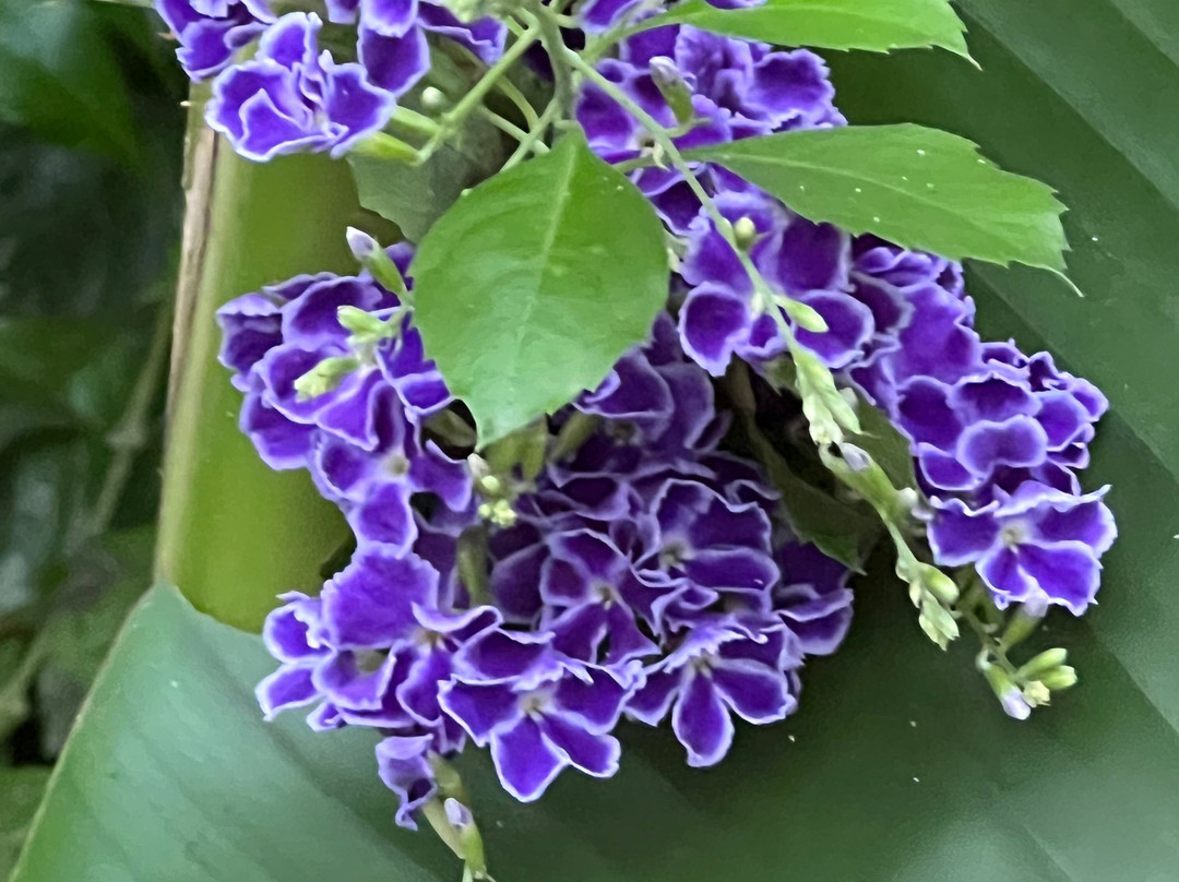 Vlindertuin Vlindorado-Waarland必去景点