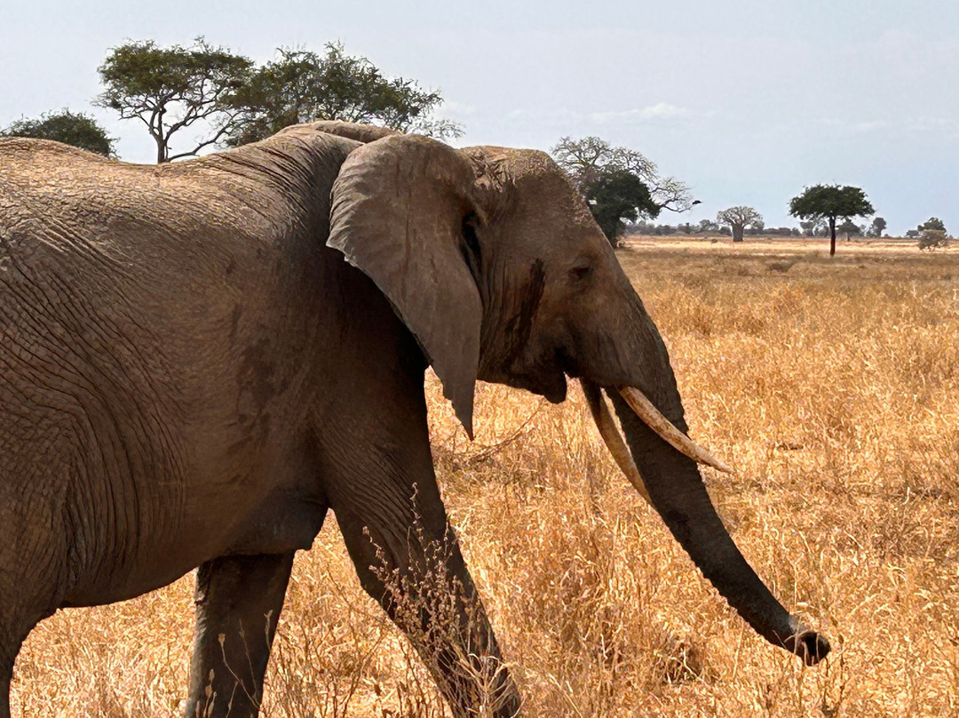 Tarangire Classic View Camp-Ikoma必去景点