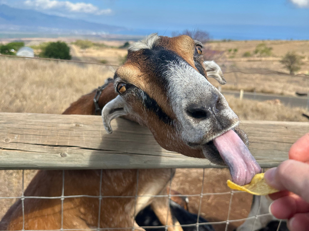Haleakala Creamery-库拉必去景点