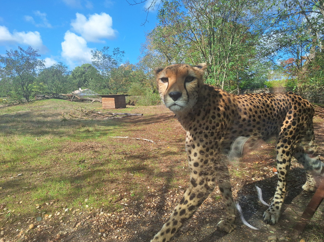 Night Expérience - Lodges by Zoo Bordeaux-Pessac