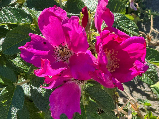 Takayama Botanical Garden-礼文町必去景点