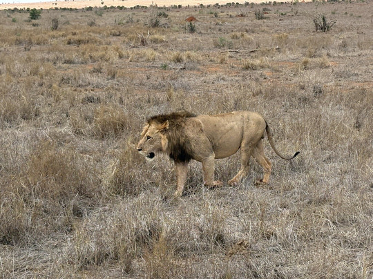 Kenya Escursioni-瓦塔木必去景点
