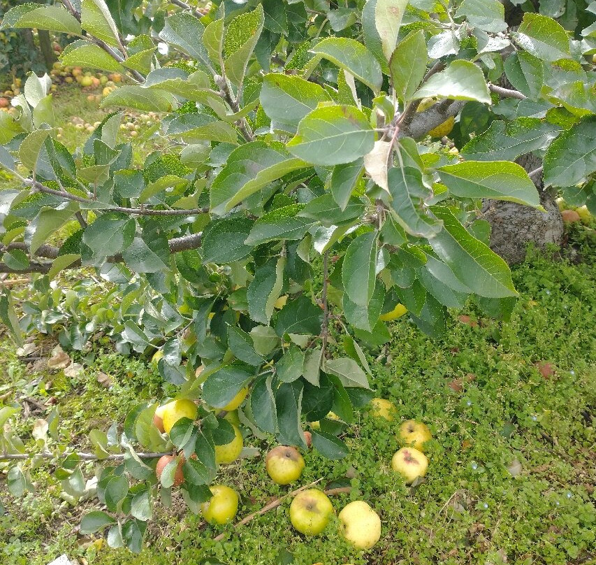 Brogdale Collections-Faversham必去景点