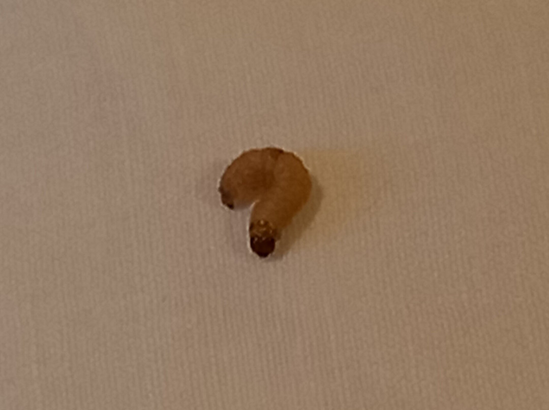 Premier Inn Leeds Headingley Hotel主图