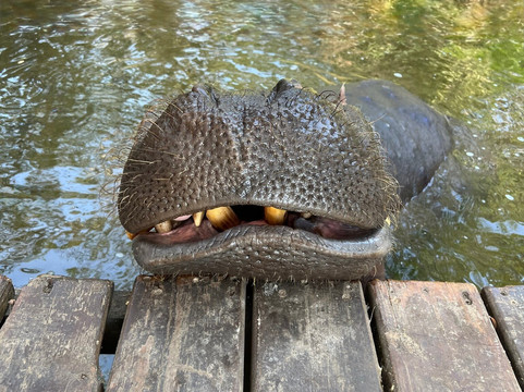 African Journey Safaris-霍德斯普鲁特必去景点