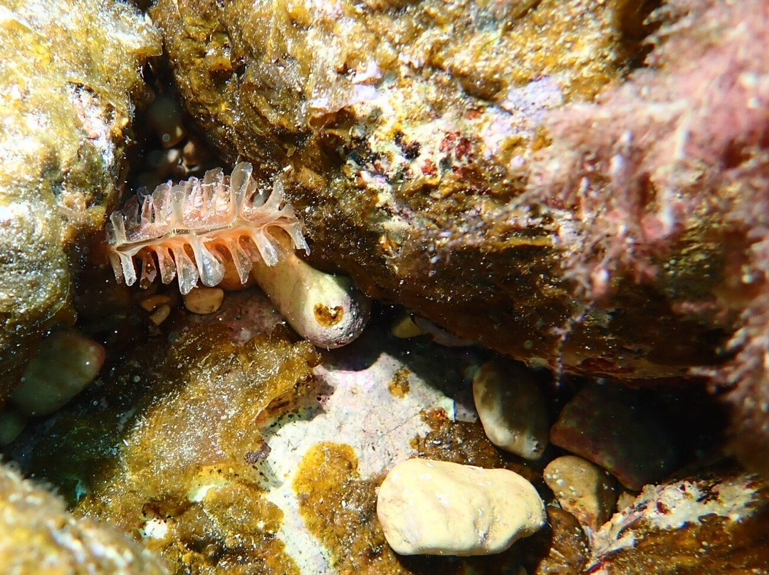 Divestar Ibiza Vip-圣欧拉利娅尔德里奥必去景点
