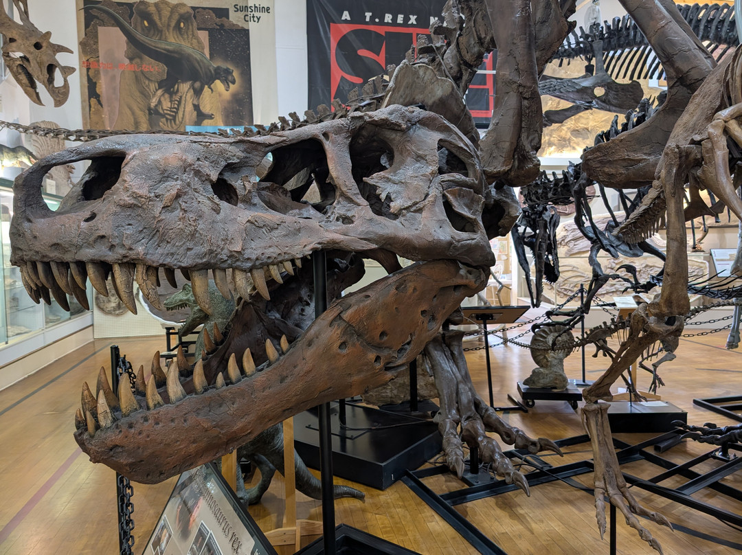 The Museum @ Black Hills Institute-希尔城必去景点