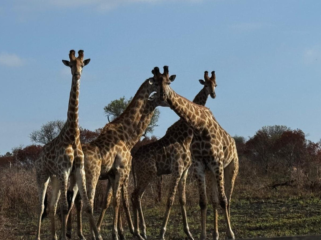 Endless Summer Tours-德班必去景点