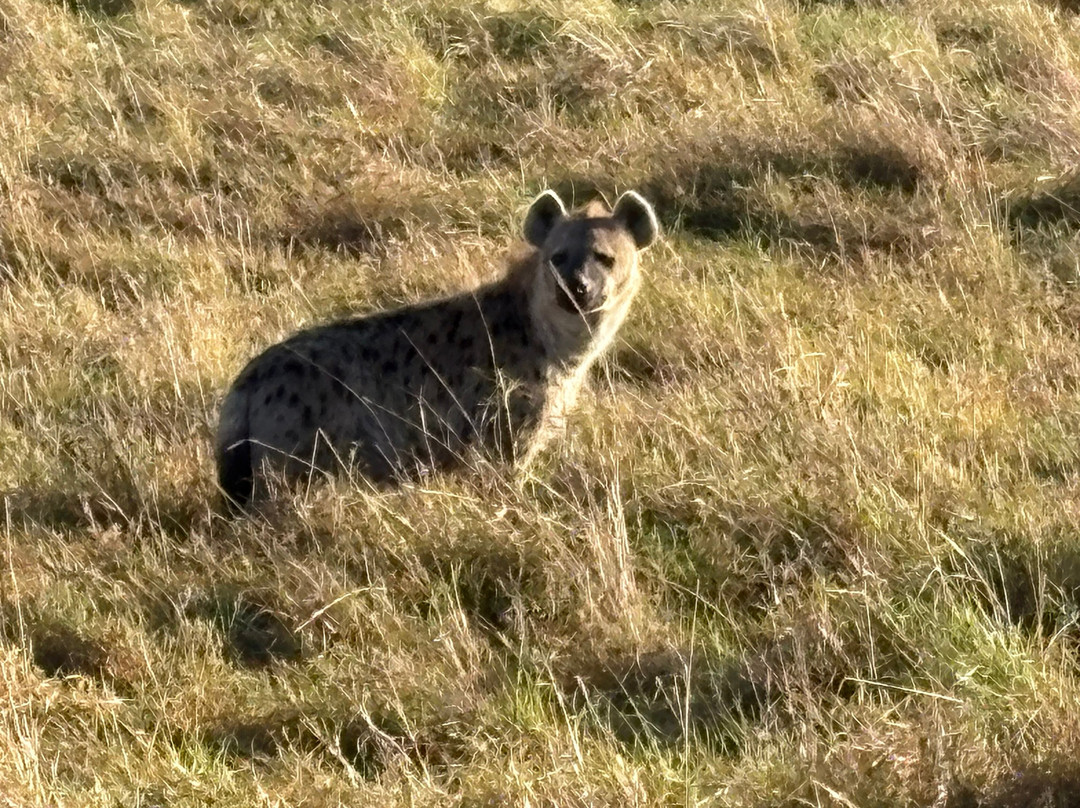 Banok Safaris-内罗毕必去景点