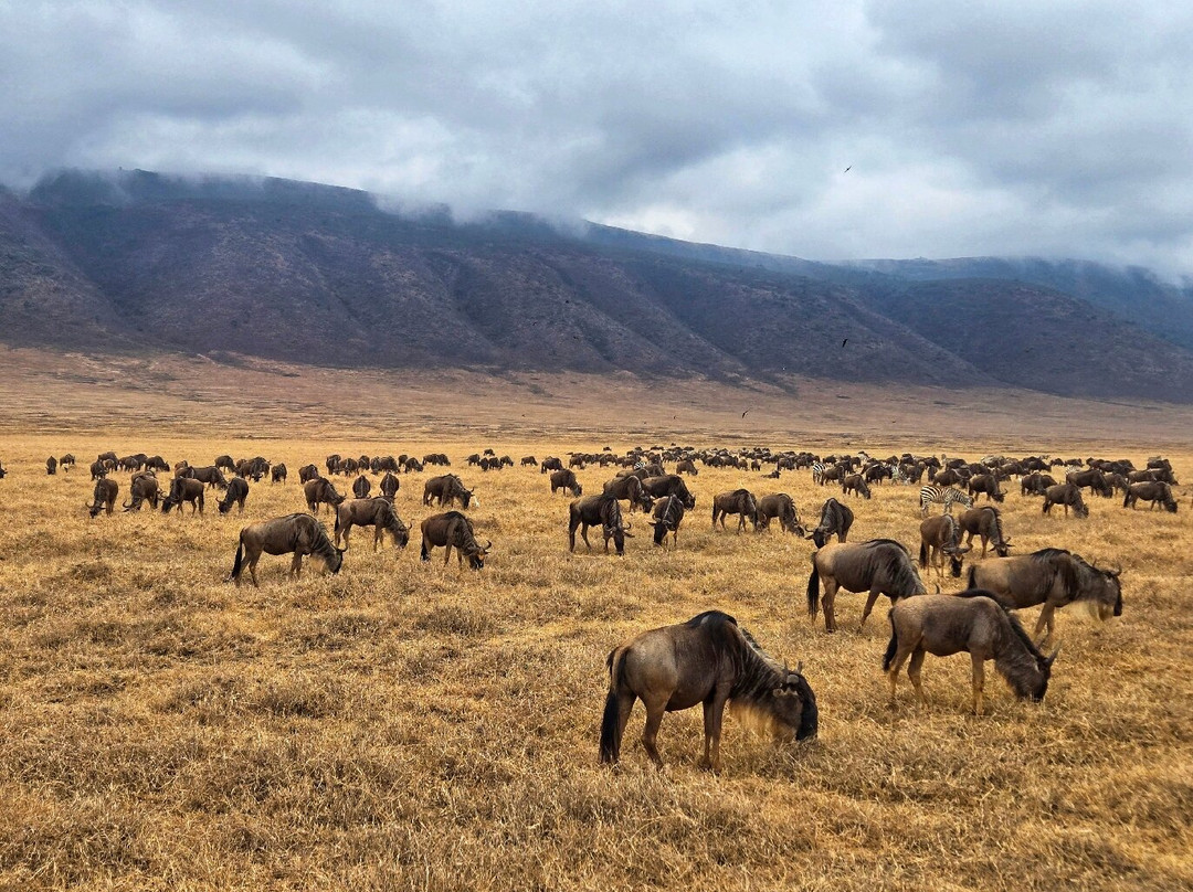Shanjoy Tours and Safaris-Kikuyu必去景点