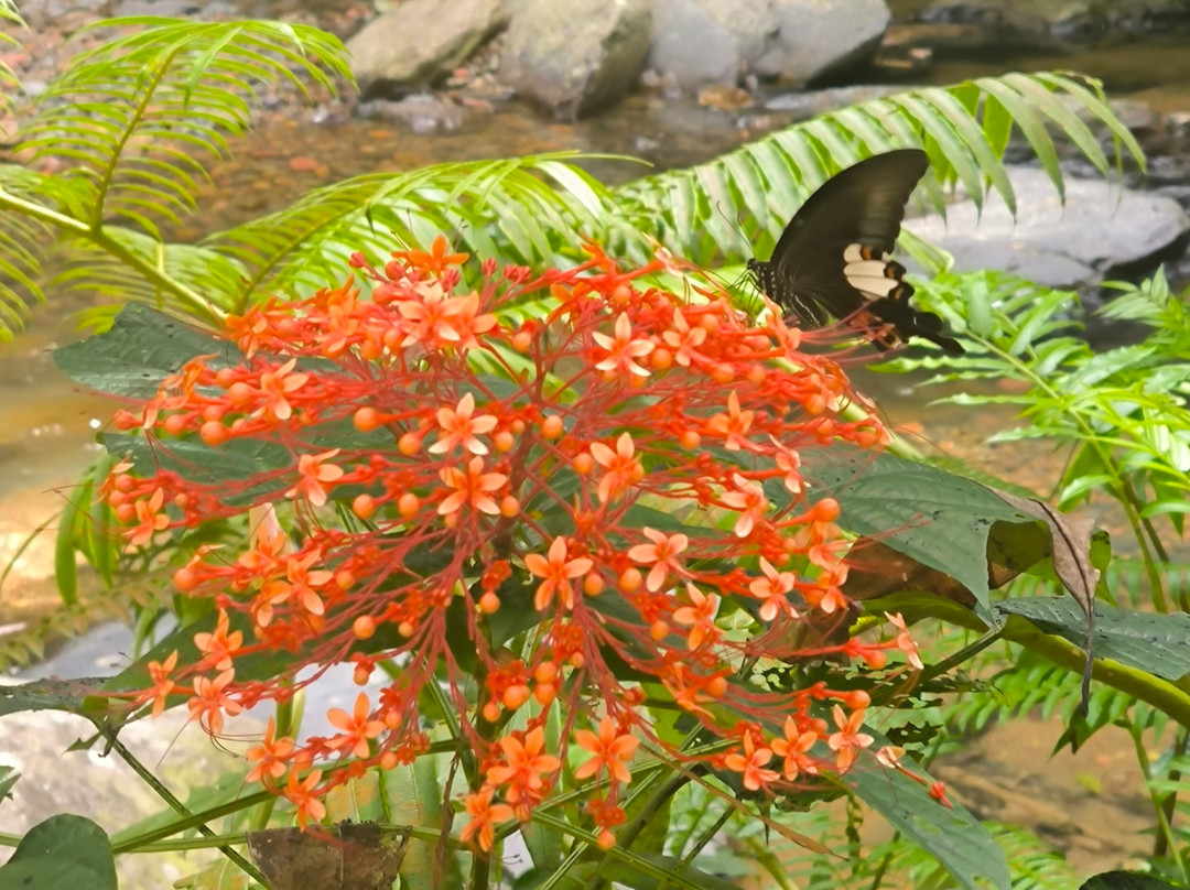 Trekking Orangutan Sumatra-武吉拉旺必去景点