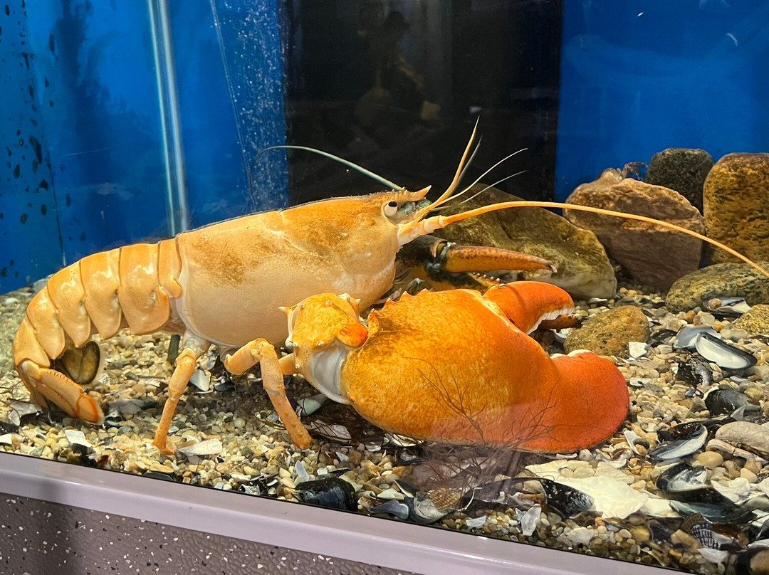 Cape Cod Museum of Natural History-Brewster必去景点