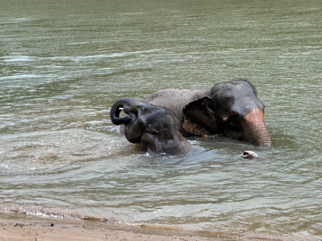 Elephant Haven-柿约必去景点