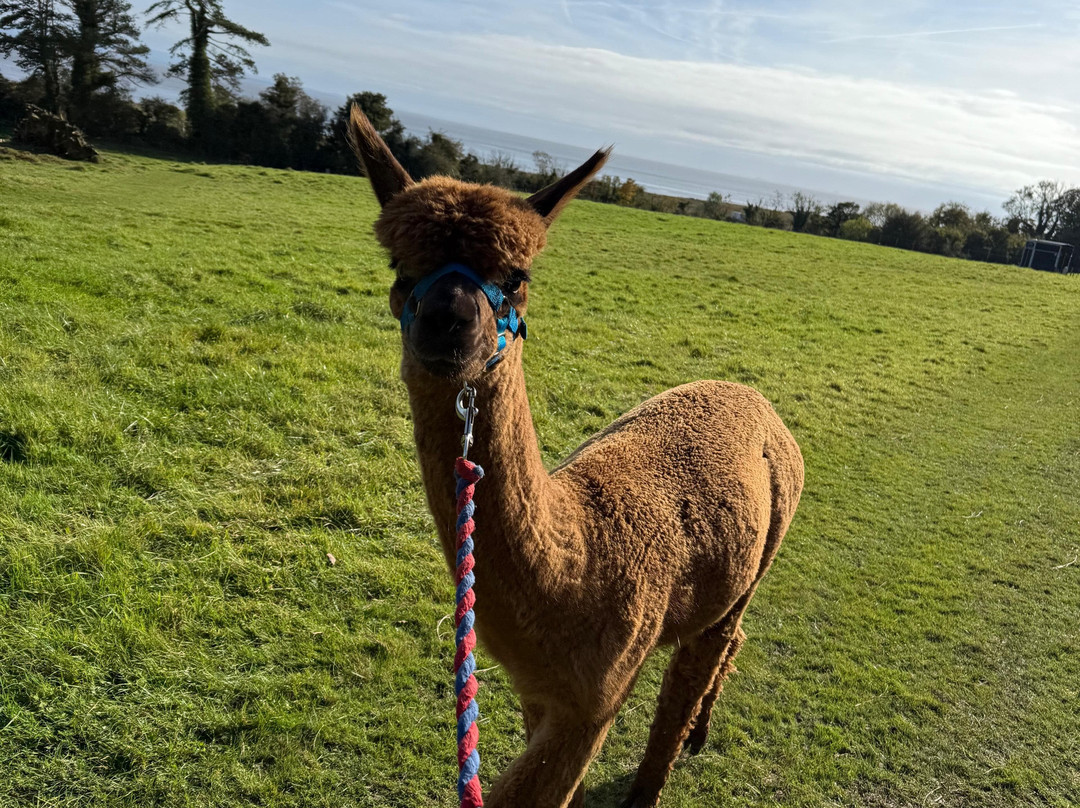 Bardsea Alpacas And Llamas-Bardsea必去景点