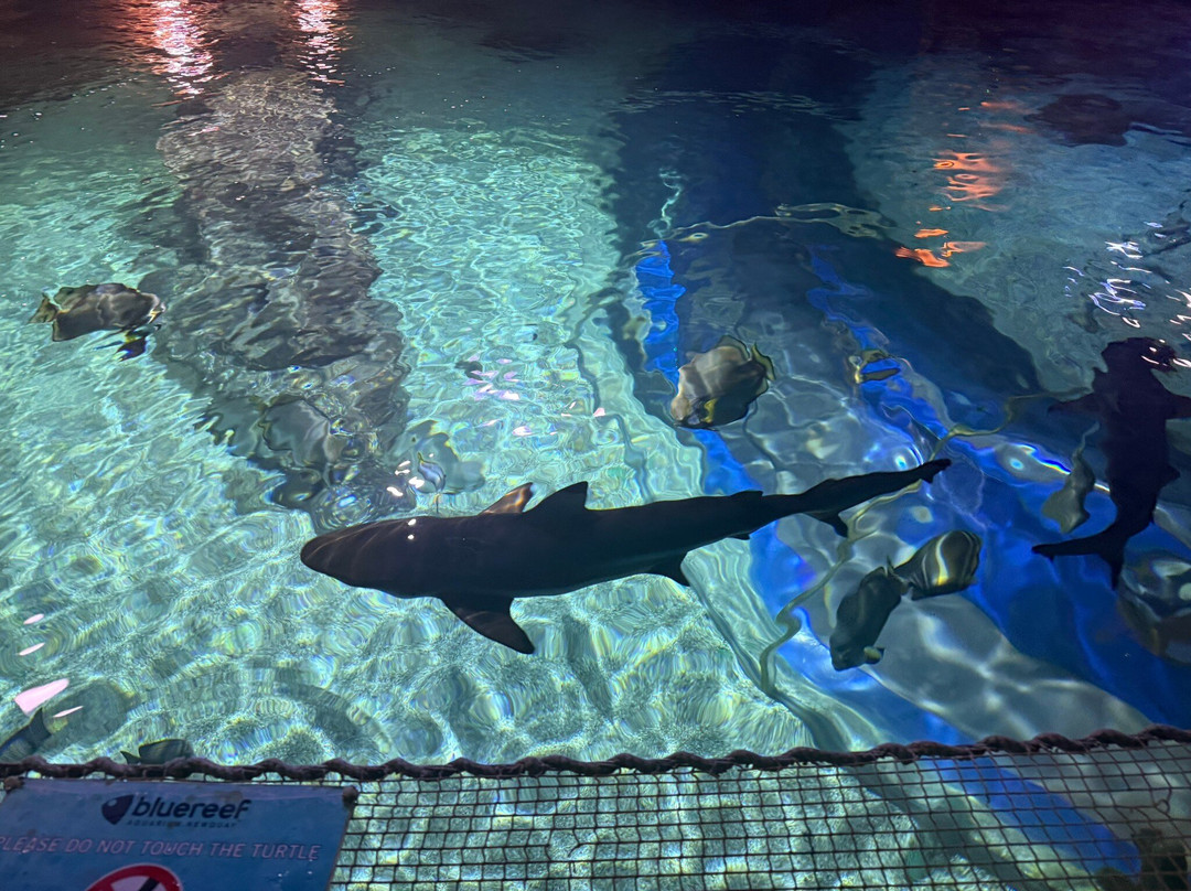 Blue Reef Aquarium-纽奎必去景点