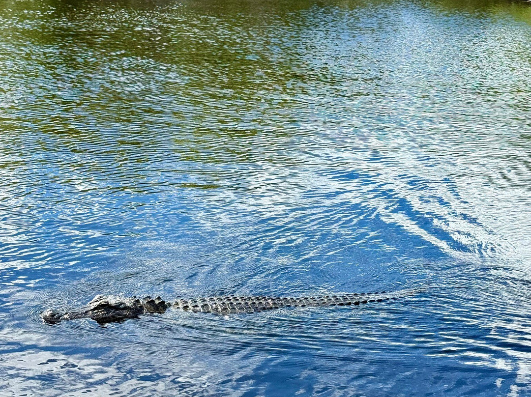 Everglades City Airboat Tours-大沼泽地必去景点