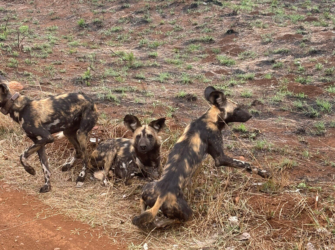 Southern Kruger Safaris-玛洛斯帕克必去景点