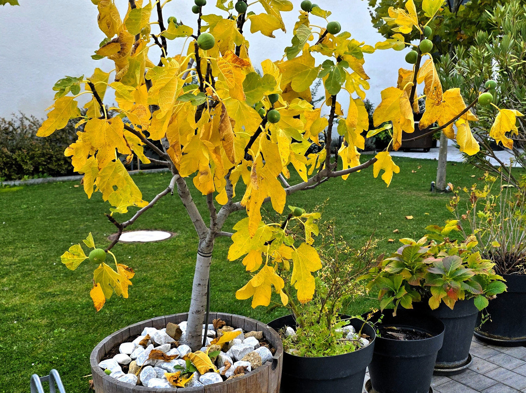 Weingut & Heuriger Breyer