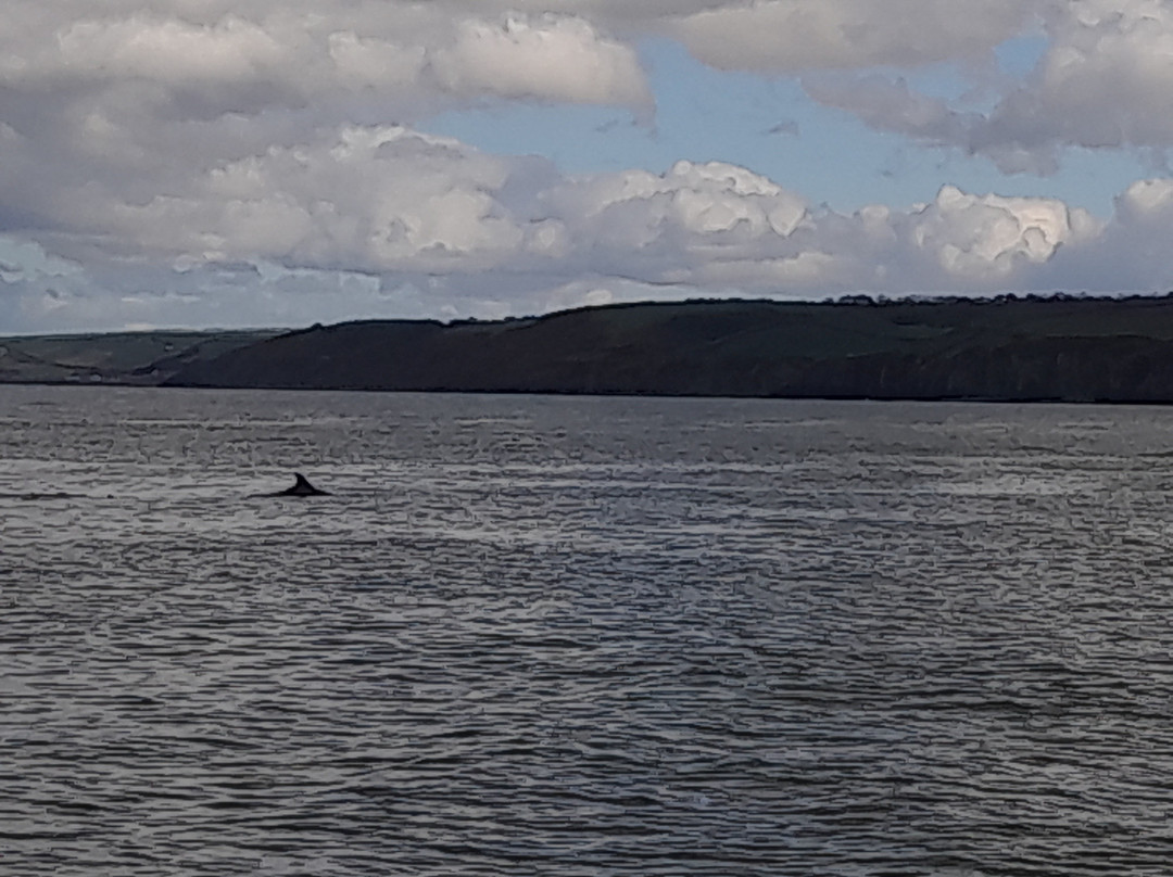 Dolphin Spotting Boat Trips (by New Quay Boat Trips)-纽基必去景点