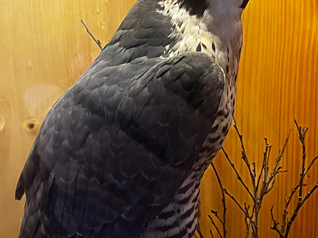 Northern Wildlife Museum-Teslin必去景点