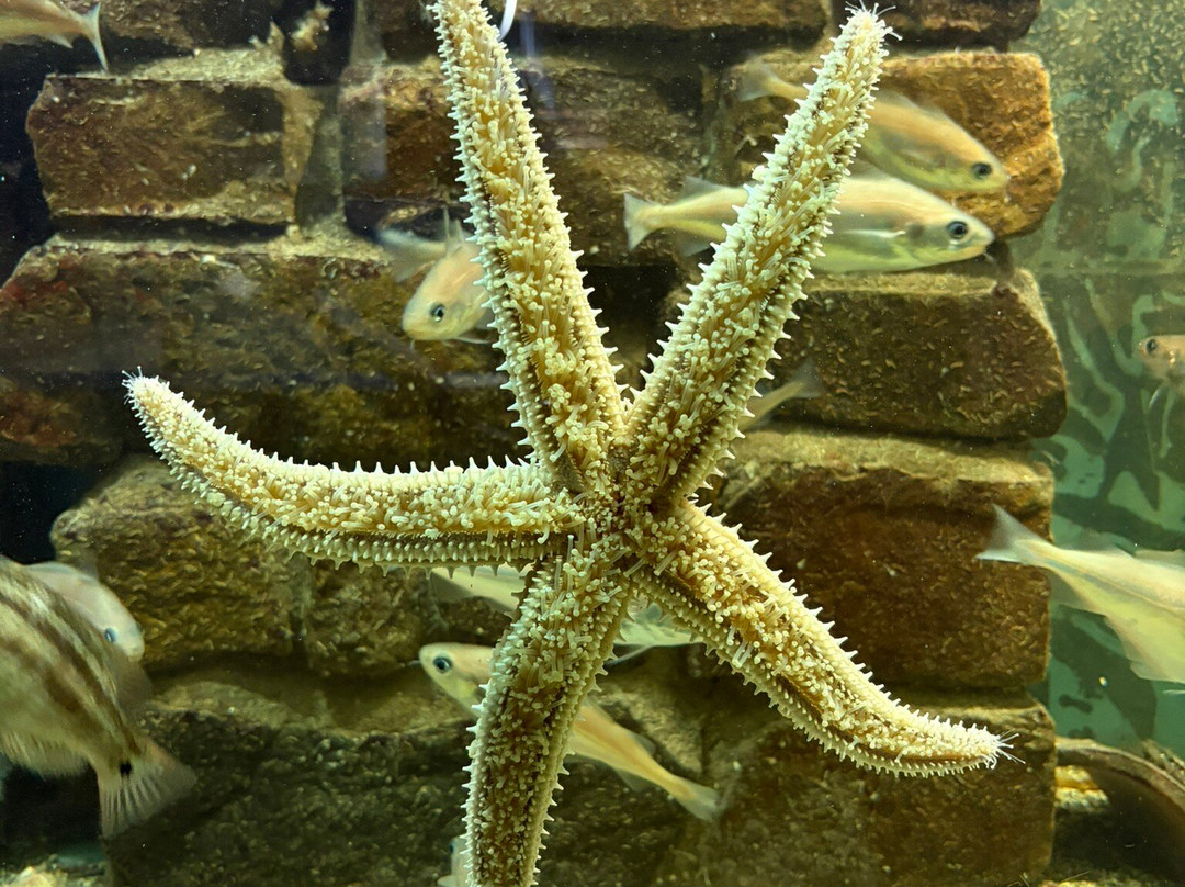 Ilfracombe Aquarium-伊尔弗勒科姆必去景点