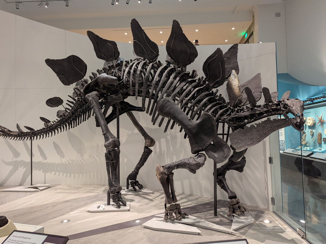 耶鲁大学皮博迪自然史博物馆-纽黑文必去景点