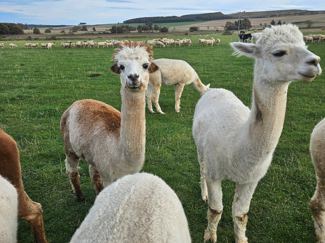 Newton Farm Holidays & Tours主图