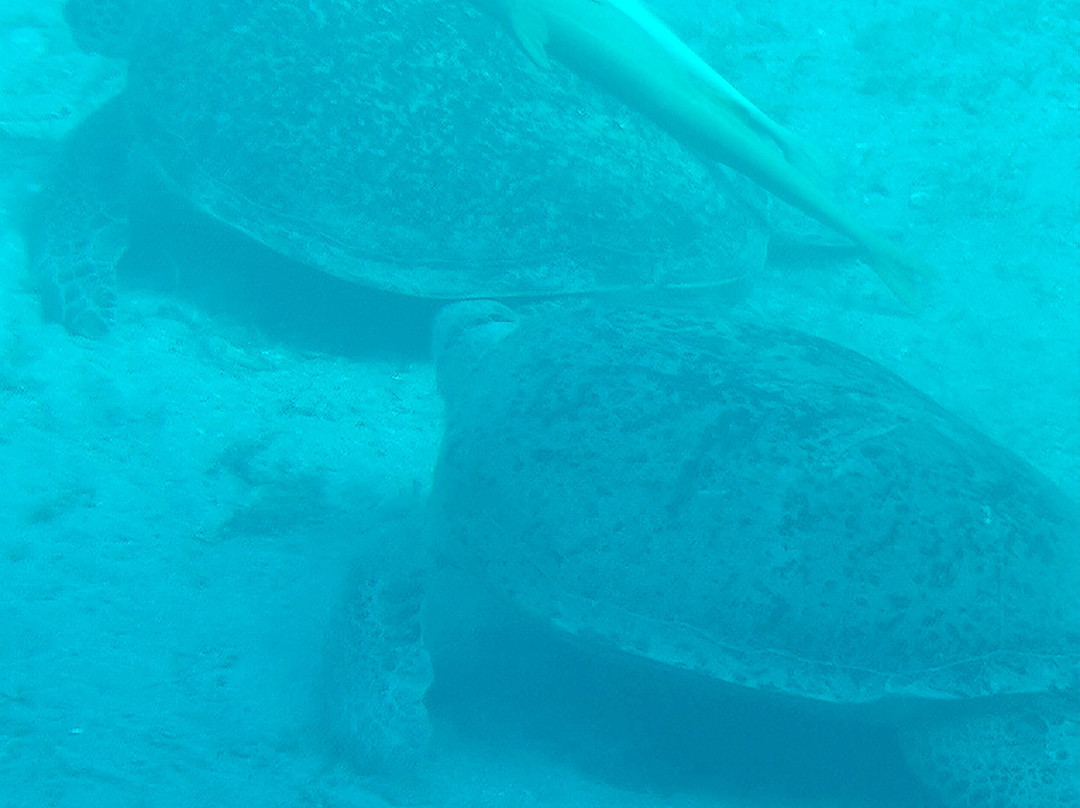 Abu Dabbab Beach-马萨阿拉姆必去景点
