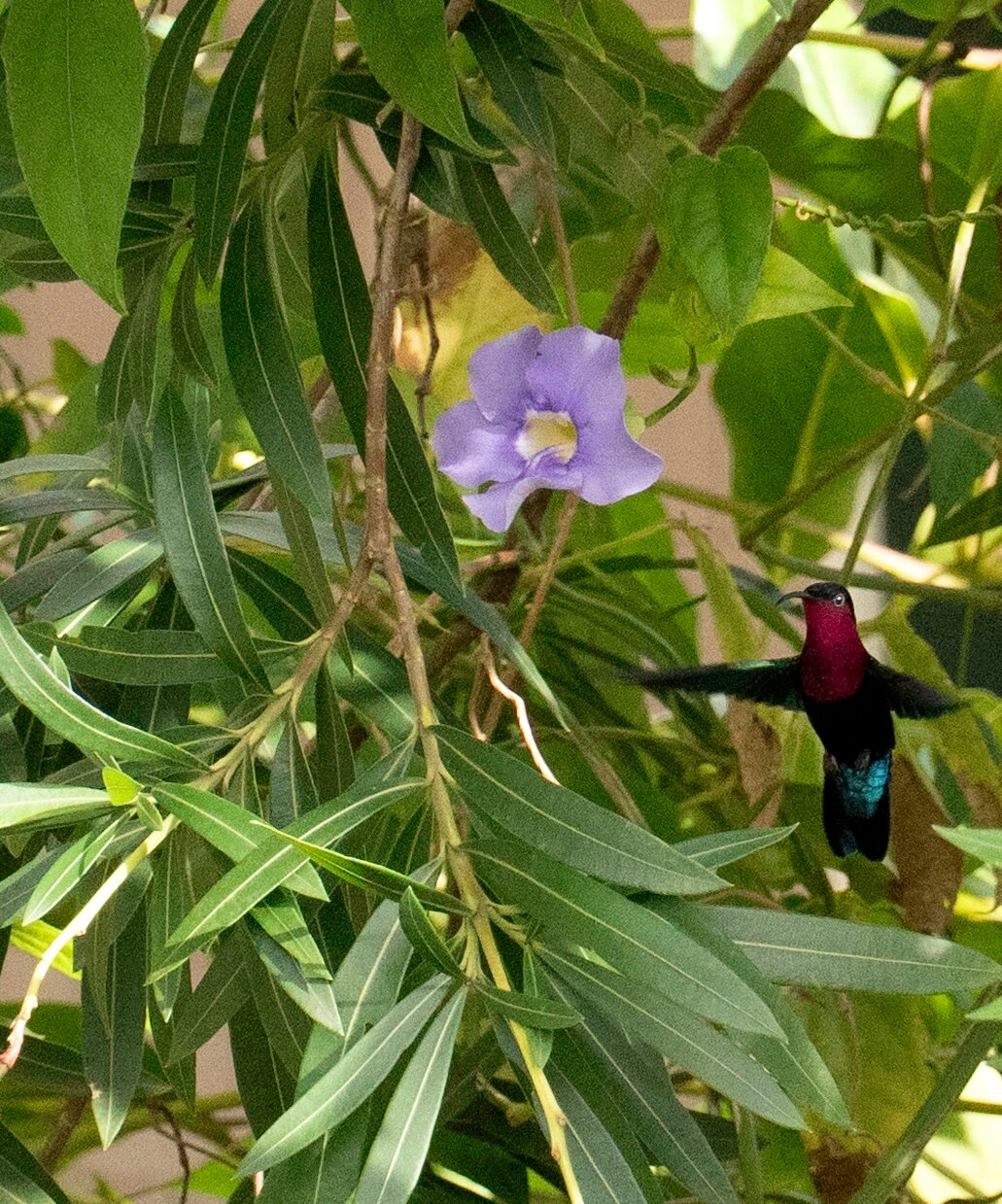 The Cottage Club Hotel-浴室