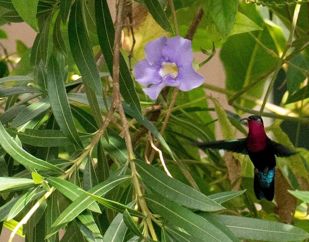 The Cottage Club Hotel主图