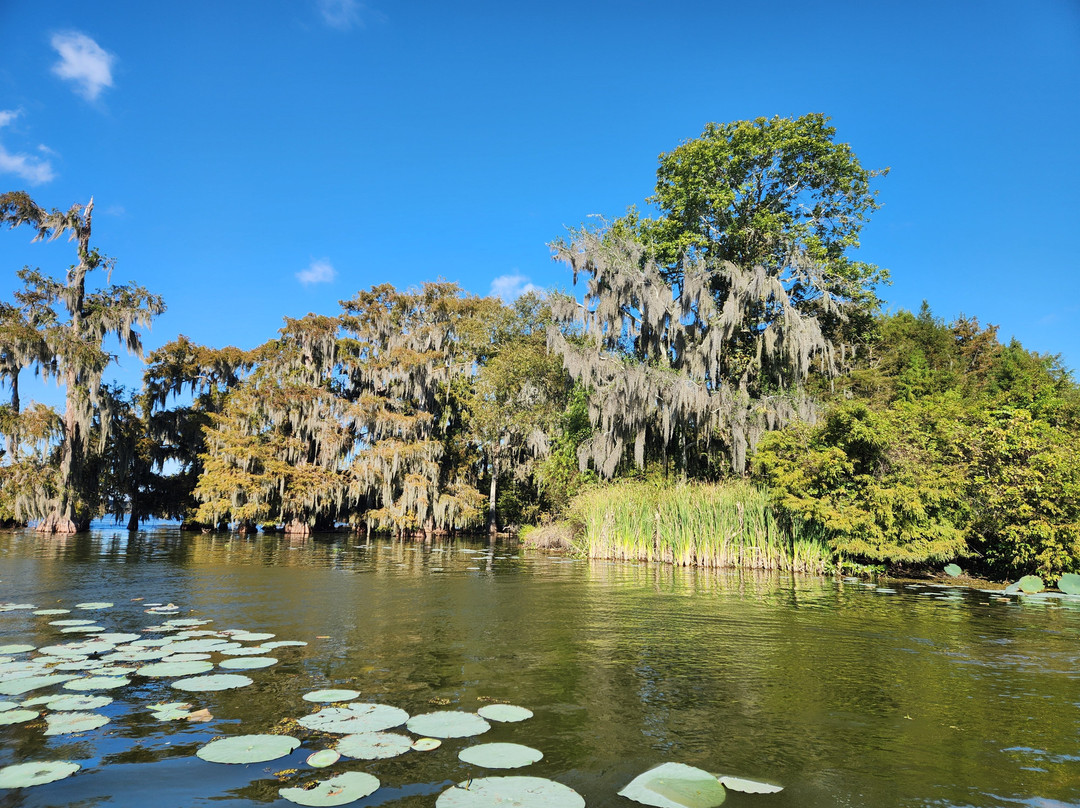 Cajun Country Swamp Tours-布里奥克斯桥必去景点