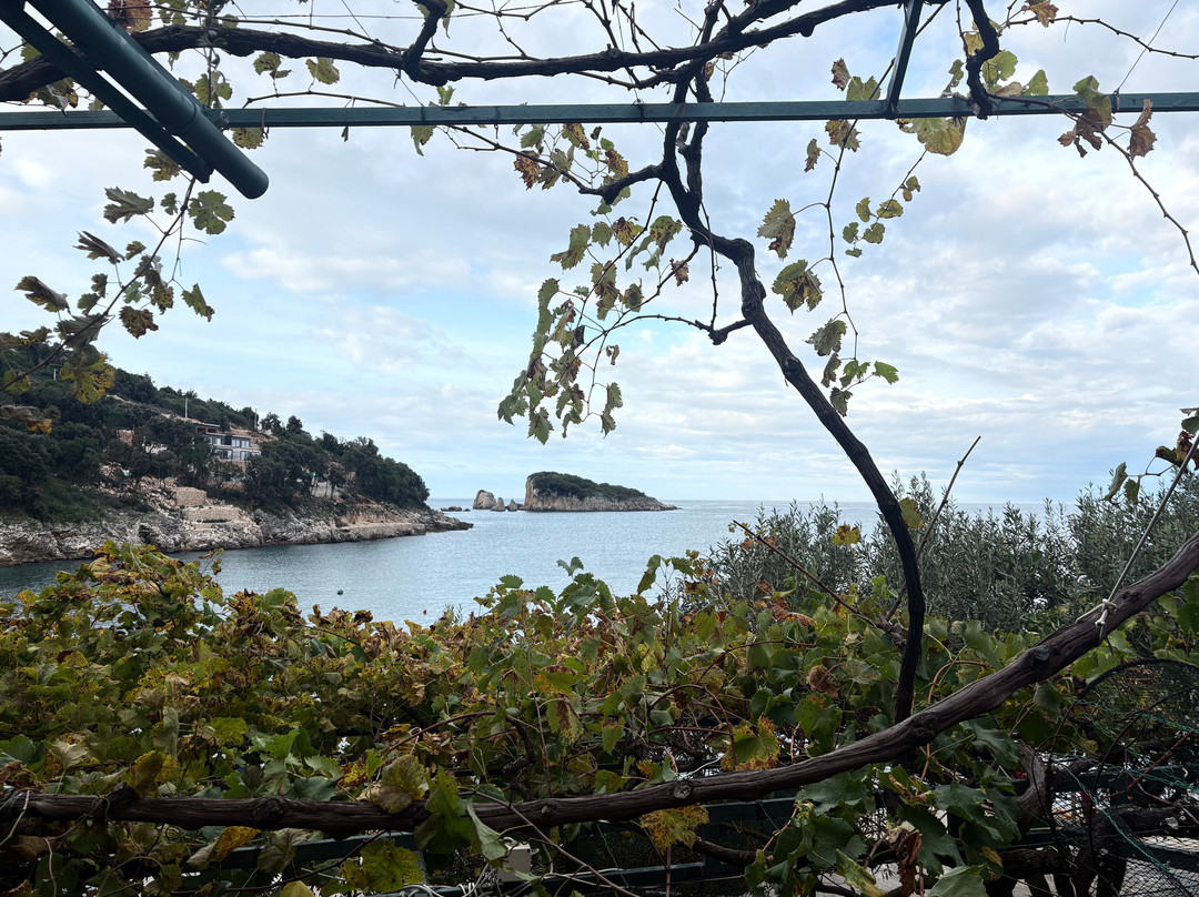 Pansion Vongola主图