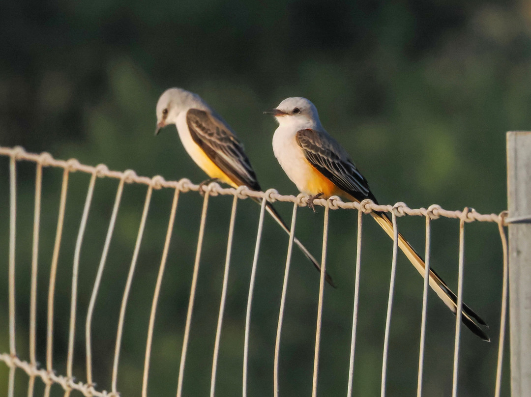 King Ranch Visitor Center-Kingsville必去景点