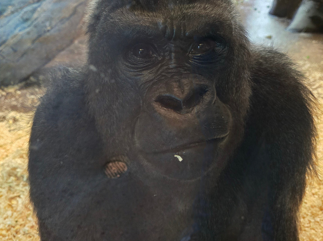 哥伦布动物园-Powell必去景点