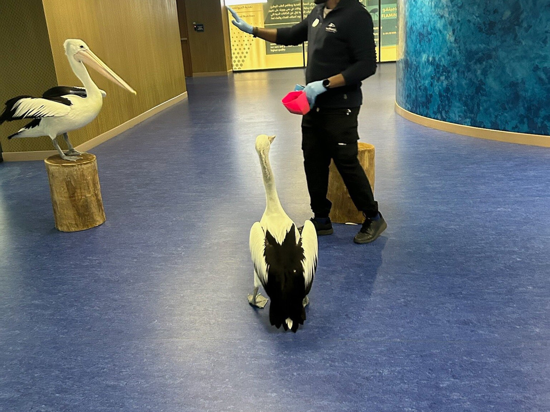 SeaWorld Yas Island Abu Dhabi-阿布扎比必去景点